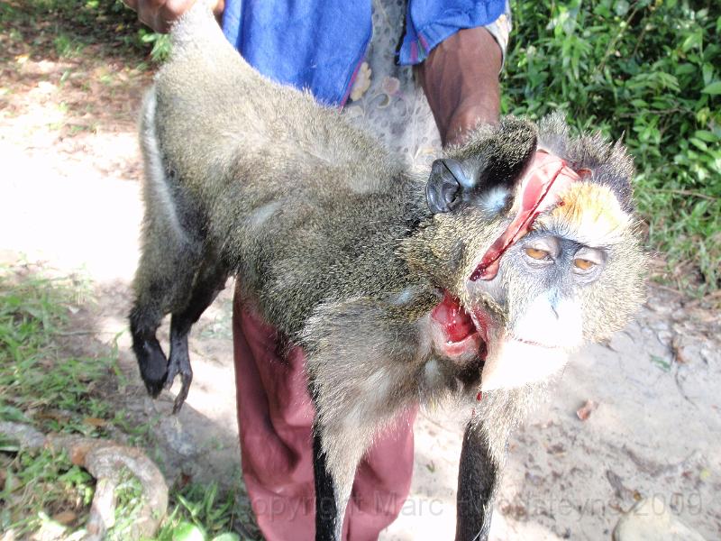 15 This monkey was saved from drowning with a machette.jpg